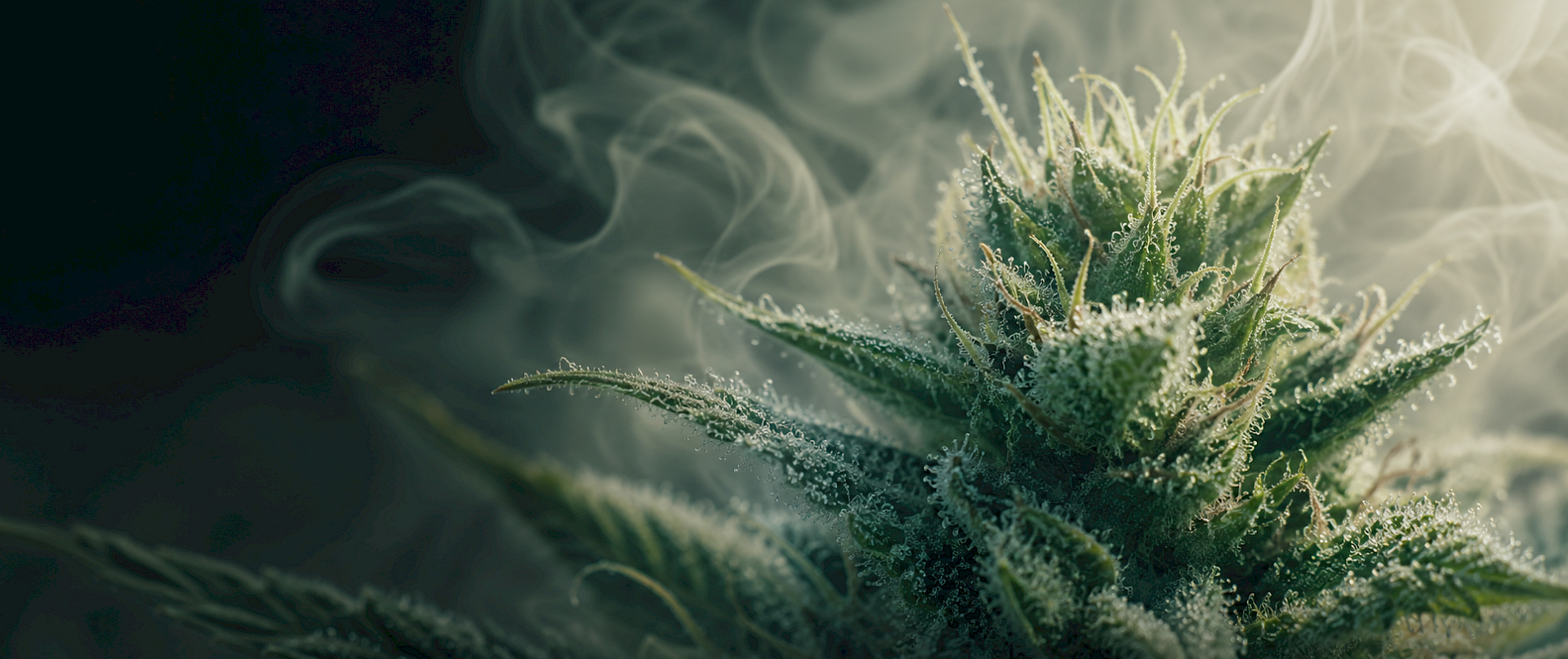Labor- und Qualit&auml;tsumgebung f&uuml;r medizinisches Cannabis von LIGHV